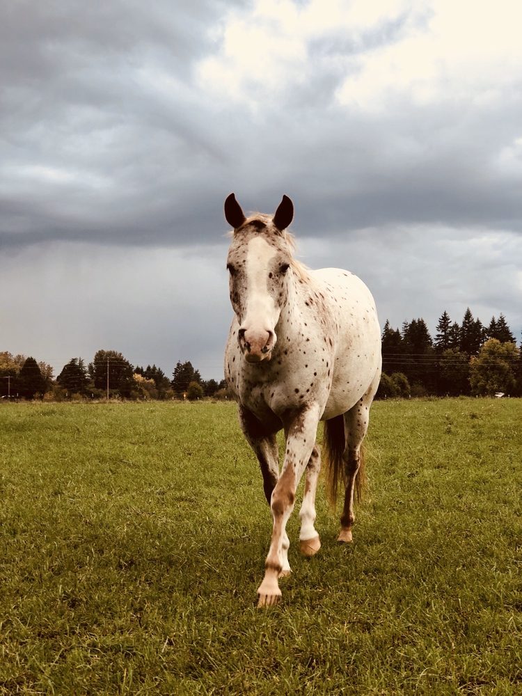 silver-buckle-ranch-11611-ne-152nd-ave-brush-prairie-washington