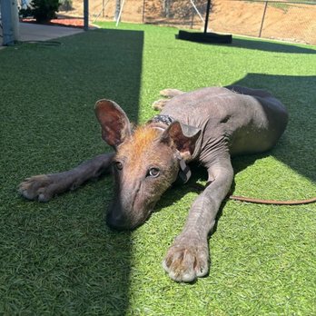 IQ K9 Training - Keya - Pet Training Near Me - Valley Center, California