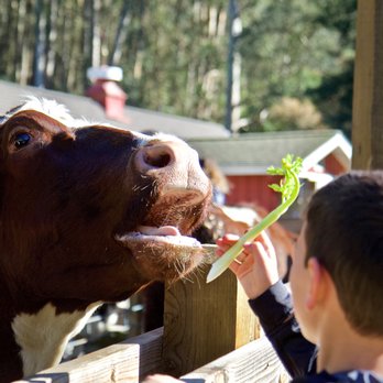 Tilden Regional Park Little Farm - 🐄Tilden Regional Park Little Farm🐏 - Parks Near Me - Berkeley, California Tilden Regional Park Little Farm - 🐄Tilden Regional Park Little Farm🐏 - Parks Near Me - Berkeley, California