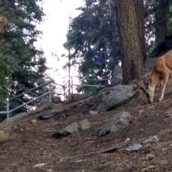 Moro Rock - Dinner time.. Saw a deer eating something near the trail entrance. - Hiking Near Me Moro Rock - Dinner time.. Saw a deer eating something near the trail entrance. - Hiking Near Me