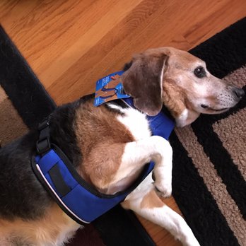 Pet Supplies Plus Upland - Does this new harness make my neck look fat? - Pet Stores Near Me - Upland, California Pet Supplies Plus Upland - Does this new harness make my neck look fat? - Pet Stores Near Me - Upland, California