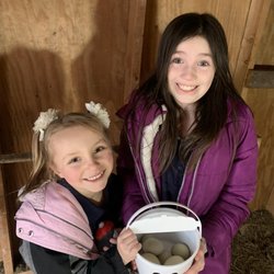 Spring Vale Christian School - Gathering eggs in our chicken coup