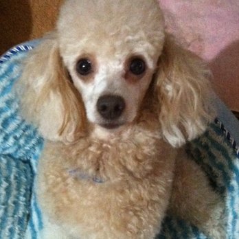 Pacific Animal Eye Care - Veterinarians Near Me - Kaneohe, Hawaii Pacific Animal Eye Care - Veterinarians Near Me - Kaneohe, Hawaii