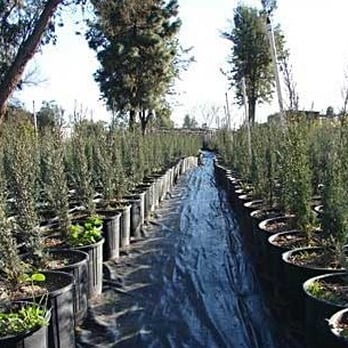 Green Acres Nursery - rows of potted plants - Nurseries & Gardening Near Me - Vista, California Green Acres Nursery - rows of potted plants - Nurseries & Gardening Near Me - Vista, California