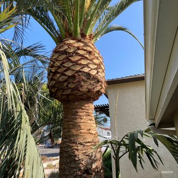 AMDM Tree Service - Canary Island Date Palm - Landscaping Near Me - Anaheim, California