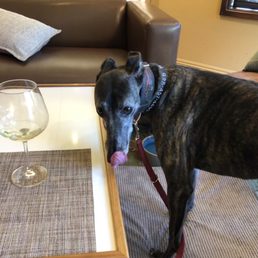 Dog wants in on the wine tasting Dog wants in on the wine tasting