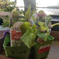 Westlake Ace Hardware - Veggies! (50% off rn!!)