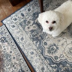 Wiggle Butts mobile dog grooming - Sammy the Bichon Frise (with a coat like a sheep)