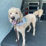 Photo of Kennel Cuts Dog Grooming and Spa