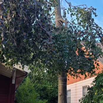 Larson Logging & Tree Service - Tree Services Near Me - Puyallup, Washington Larson Logging & Tree Service - Tree Services Near Me - Puyallup, Washington