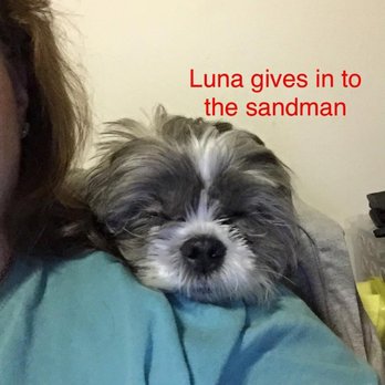 Canine Works - Pet Transportation Near Me
