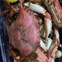 Photo of Pop's Seafood and Produce