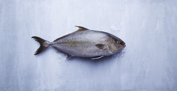 Blue Ocean Mariculture by null