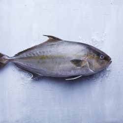 Blue Ocean Mariculture
