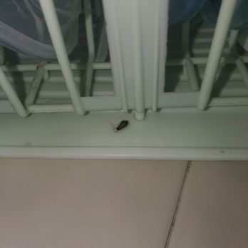 Delta Property Management - Roaches in my damn clean dishes - Property Management Near Me - La Mesa, California Delta Property Management - Roaches in my damn clean dishes - Property Management Near Me - La Mesa, California