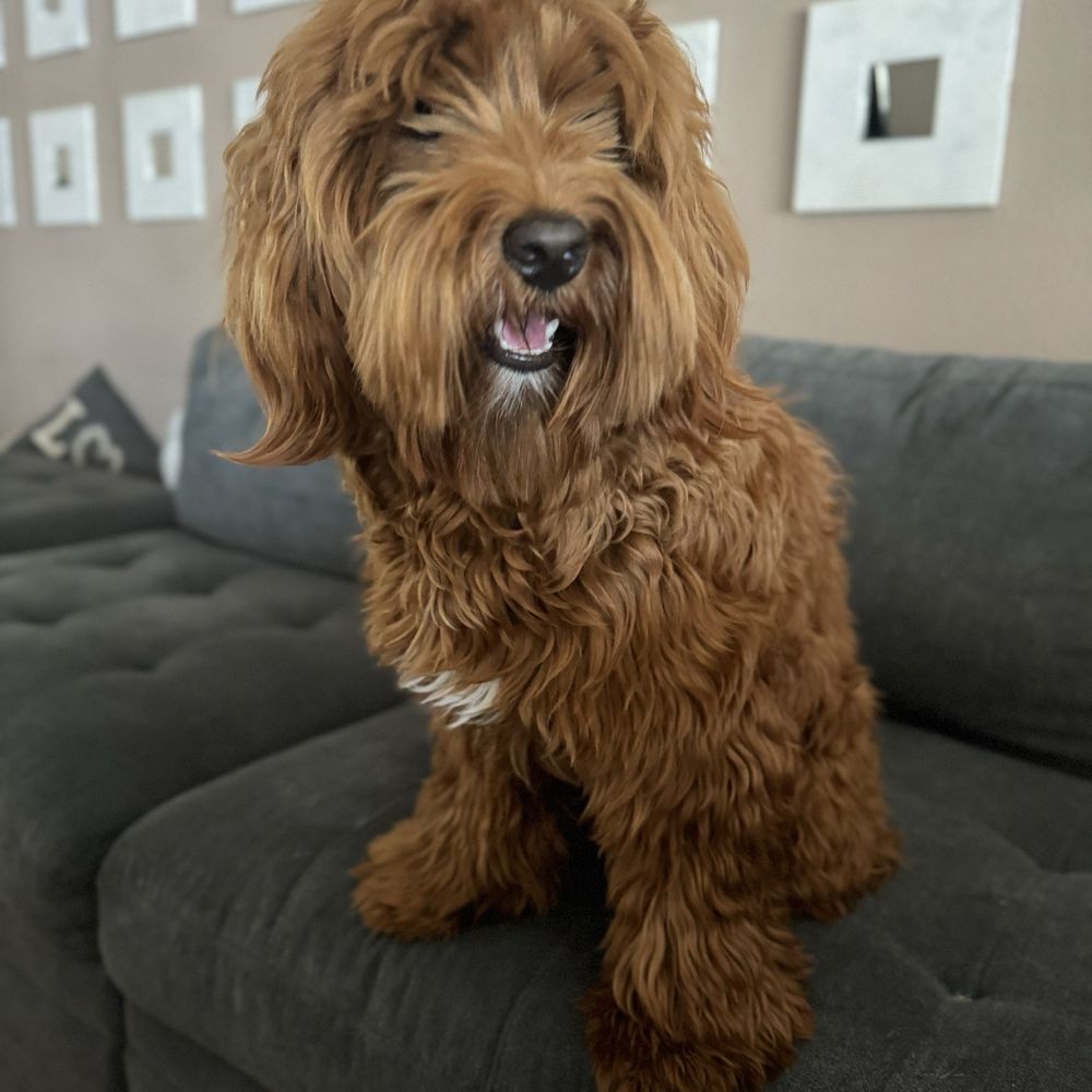 Puppy Face - Before - Pet Groomers Near Me - La Habra, California Puppy Face - Before - Pet Groomers Near Me - La Habra, California