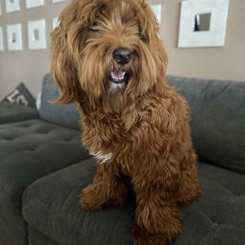 Puppy Face - Before - Pet Groomers Near Me - La Habra, California