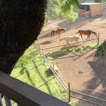 Out'n'About Treehouse Treesort - Hotels Near Me - Cave Junction, Oregon