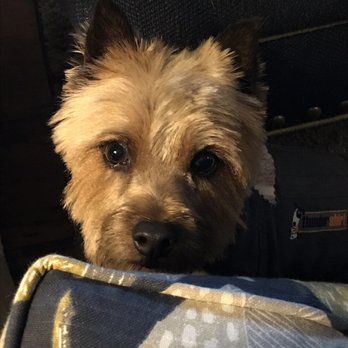 Waggers Dog Depot - Pet Groomers Near Me - Asheville, North Carolina