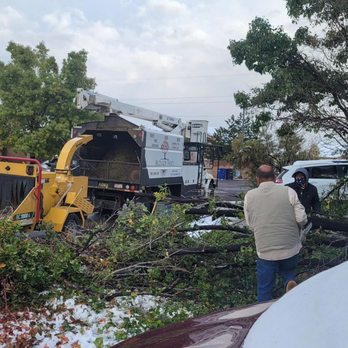 Blossom Trees - Tree Services Near Me