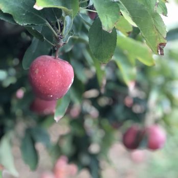 Stepp's Hillcrest Orchard - Pick Your Own Farms Near Me - Hendersonville, North Carolina Stepp's Hillcrest Orchard - Pick Your Own Farms Near Me - Hendersonville, North Carolina