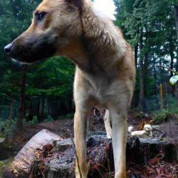 Bowen Island Dog Ranch - Pet Sitting Near Me - Bowen Island, British Columbia Bowen Island Dog Ranch - Pet Sitting Near Me - Bowen Island, British Columbia