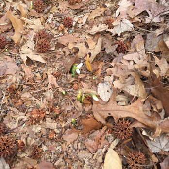 Curb Appeal - Nasty spiky sweet gum seeds, likely to be hard to simply wash out of a clogged downspout. - Gutter Services Near Me