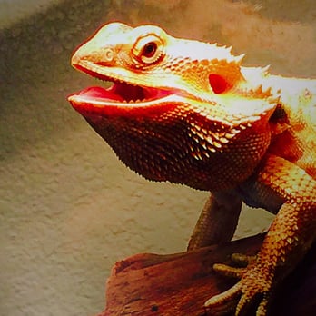 Village Pet Shop - Theo the Beardie! - Pet Stores Near Me - Livermore, California Village Pet Shop - Theo the Beardie! - Pet Stores Near Me - Livermore, California