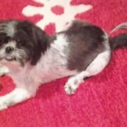 Perfect Pet Rescue - Shimmy cleaned up and happy in her new home