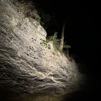 The Caverns - Flora growing out of the front of Big Mouth Cave - Music Venues Near Me - Pelham, Tennessee The Caverns - Flora growing out of the front of Big Mouth Cave - Music Venues Near Me - Pelham, Tennessee