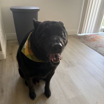 Pawlish Grooming - Pet Groomers Near Me - Las Vegas, Nevada Pawlish Grooming - Pet Groomers Near Me - Las Vegas, Nevada