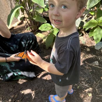 The Maui Butterfly Farm - Everyone can put their finger in peach syrup, that attracts the butterflies to land on your finger. - Botanical Gardens Near Me - Lahaina, Hawaii The Maui Butterfly Farm - Everyone can put their finger in peach syrup, that attracts the butterflies to land on your finger. - Botanical Gardens Near Me - Lahaina, Hawaii