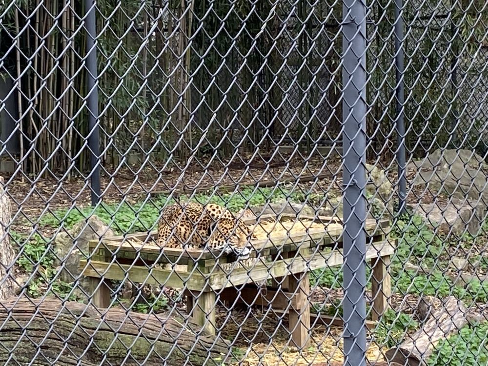 CATS OF AMERICA 15 Photos 1100 Trevilian Way, Louisville, Kentucky