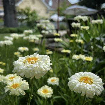 McCloud Hotel - Gorgeous garden area for all guests to enjoy. - Hotels Near Me - McCloud, California