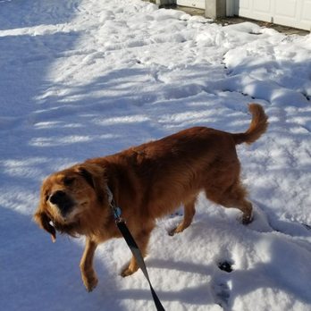 Lucky Tails - Dog Walkers Near Me Lucky Tails - Dog Walkers Near Me