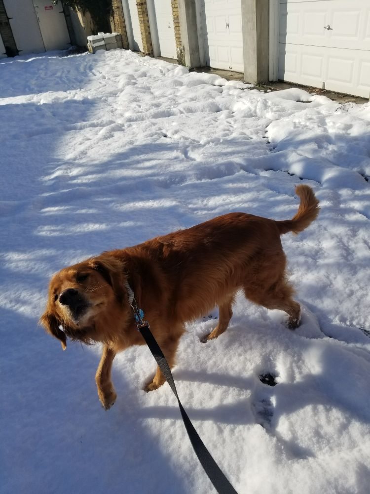 Lucky Tails - pet boarding facility in Weehawken, NJ