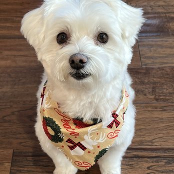 A Pet Affaire - Havana - Pet Groomers Near Me - Oxnard, California A Pet Affaire - Havana - Pet Groomers Near Me - Oxnard, California