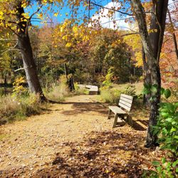 Bull Pond Preserve - Benches