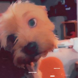 My Morkie all healed up!! My Morkie all healed up!!