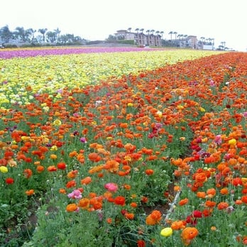 The Flower Fields - A sea of flowers - Venues & Event Spaces Near Me - Carlsbad, California The Flower Fields - A sea of flowers - Venues & Event Spaces Near Me - Carlsbad, California