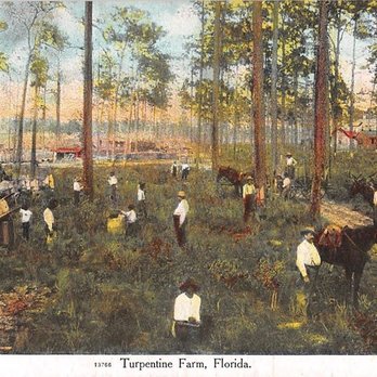 Kate's Fish Camp - Kate's was Kelly's saw mill in the 1800's. This is a picture of a turpentine harvest, cat faces are found all through the River Styx. - Campgrounds Near Me - Gainesville, Florida Kate's Fish Camp - Kate's was Kelly's saw mill in the 1800's. This is a picture of a turpentine harvest, cat faces are found all through the River Styx. - Campgrounds Near Me - Gainesville, Florida