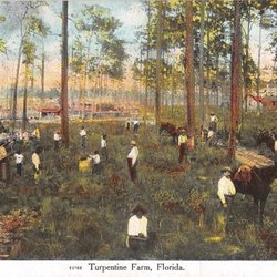 Kate's Fish Camp - Kate's was Kelly's saw mill in the 1800's. This is a picture of a turpentine harvest, cat faces are found all through the River Styx.