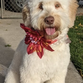 Valencia Poodles - And she is filled with more love than you can fathom - Pet Breeders Near Me - Sacramento, California Valencia Poodles - And she is filled with more love than you can fathom - Pet Breeders Near Me - Sacramento, California