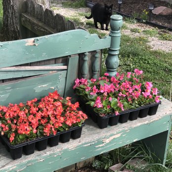 Berns Garden Center - Annuals (my cat is curious about them) - Nurseries & Gardening Near Me - Middletown, Ohio