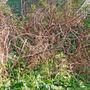 Photo of Earth, Wind And Leaves Landscaping
