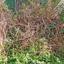 Earth, Wind And Leaves Landscaping - Before