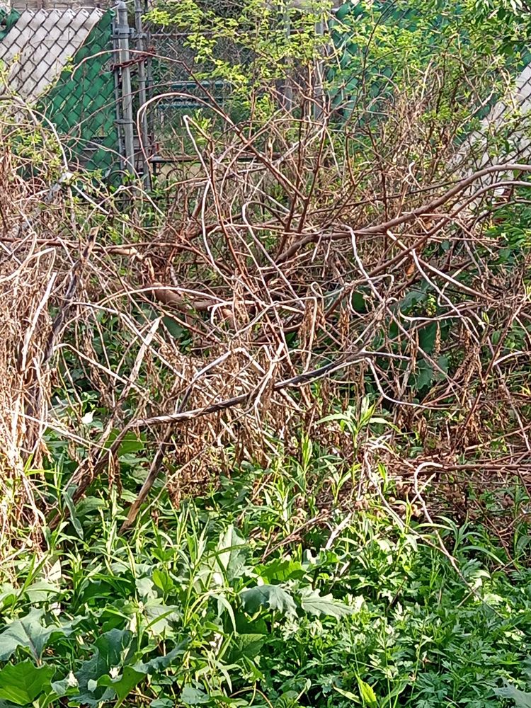 Earth, Wind And Leaves Landscaping - tree service in Philadelphia, PA