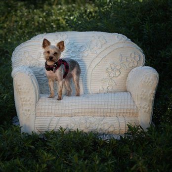 messy mutts mobile grooming
