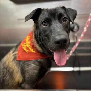 Hollywood Feed - Pet Stores Near Me - Aurora, Illinois