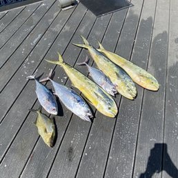 Bonito, mahi mahi